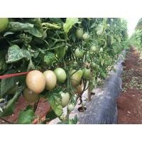 ราคา ต้นพันธุ์ มะเขือเทศลูกท้อ ถุงดำพร้อมปลูก 29บาท Plum Tomatoes มะเขือเทศท้อ มะเขือเทศท้อแดง เหมาะสำหรับการทำซุบ (26130020069)