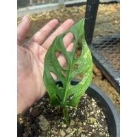 ราคา monstera adansonii aurea variegataพลูฉลุด่างเหลืองด่างทุกใบ (9177972756)