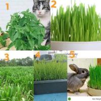 ราคา เมล็ด หญ้า สำหรับสัตว์เลี้ยง / แคทนิป หรือ กัญชาแมว / ต้นหญ้าแมว Wheat / หญ้า อาหารสัตว์ / ออชาร์ต ORCHARD / หญ้า โอ๊ค (5064227004)