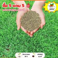 ราคา 【ซื้อ 5 แถม 5 ฟรี】1000 เมล็ด หญ้านวลน้อย เมล็ดหญ้า หญ้าจริง ปลูกประดับสวน (48757332686)