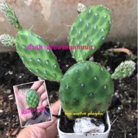 ราคา แคคตัส”หน่อสด” โฮพันเทียหูกระต่าย (5636144325)