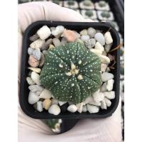 ราคา แคคตัส Astrophytum แอสโตรไฟตัม star cactus # Cactus # #Cactus #กระบองเพชร#พืชทนแล้ง#ต้นไม้ทนแล้ง #แคคตัสไร้หนาม (8949080305)