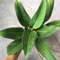ราคา ฟิโลเดนดรอนก้านป่อง - Philodendron martianum (20446714583)