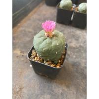 ราคา Lophophora Jourdaniana 40mm (22566131969)