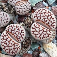 ราคา 20 เมล็ด ไลทอป Lihops Seeds พืชอวบน้ำ ไม้ก้อนหิน สายพันธุ์ Lithops julii (51758965716)