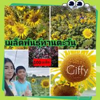 ราคา (เมล็ดพันธุ์ทานตะวันสายพันธุ์อะความร่า6[ 100เม็ด] ดอกใหญ่เหลืองสวยงาม ทนแล้ง ให้ผลผลิตสูง(sunflower seeds) (56410786941)