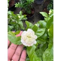 ราคา มะลิซ้อนดอกใหญ่ (ขุดล้อม) ฟรอมสวยมาก ดกอหอมสุดๆ (25694425797)