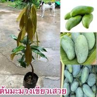 ราคา ต้นมะม่วงเขียวเสวย ต้นเสียบยอด พร้อมส่ง (26388689667)