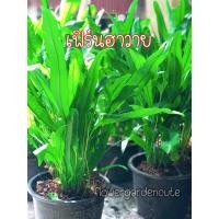 ราคา เฟิร์นฮาวาย สวยงาม ปลูกง่าย ยอดฮิต(ขั้นต่ำ4ต้น) (4049098603)