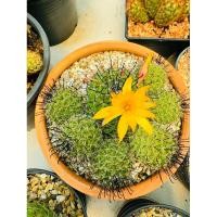 ราคา แมมหนามตะขอดำ กระบองเพชร Mammillaria beneckei ดอกส้ม กระถาง4นิ้ว (25022946944)