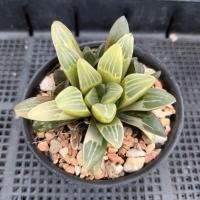 ราคา ฮาโวเทีย Haworthia retusa แคคตัส ไม้อวบน้ำ (40354131414)