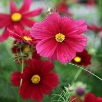 ราคา 100 เมล็ด ดาวกระจาย คำเมืองไหล คอสมอส ดาวกระจายฝรั่ง Cosmos Seeds ดอกสีแดง (29642788220)