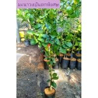 ราคา มะนาวตอนกิ่งพันธ์ุแป้นดกพิเศษ ปราจีนความสูง50-80ซม (15480069966)