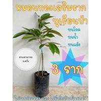 ราคา (ชุด2ต้นส่งฟรี) ทุเรียนหมอนทองเสริมรากทุเรียนป่า (4782528508)