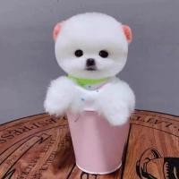ราคา พร้อมสต็อกพันธุ์บริสุทธิ์ปอมเมอเรเนียนสัตว์เลี้ยงลูกสุนัขสุนัขยาวไม่ขนาดใหญ่ขนาดเล็กปอมเมอเรเนียนสีเหลืองสีขาวลูกสุนัขถ้วยน้ําชาสุนัขสัตว์เลี้ยงสุนัข (47211010500)