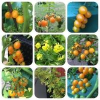ราคา 30 เมล็ด มะเขือเทศ สายพันธุ์นอก เมล็ดผัก นิยมทานสด ปลูกได้ทุกฤดู Tomato Seeds สายพันธุ์ ISLAND WILD (43973759920)