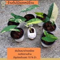 ราคา เงินไหลมาด่างเหลือง ต้นไม้ด่าง เงินไหลมา ไม้มงคล ไม้ฟอกอากาศ (13874826282)