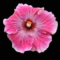 ราคา 25 เมล็ด ดอกชบา ฮาวาย Hibiscus Seeds สายพันธุ์ Hotsy Totsy Cajun Hibiscus (49809493523)