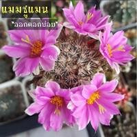 ราคา กระบองเพชร แมมชูแมน Schumannii (เริ่มติดตุ่มดอก) (913344762)