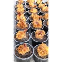 ราคา ว่านลูกไก่ทอง ว่านมงคล ว่านนำโชคด้านค้าขาย ด้านโชคลาภ รีบมีไว้ครอบครอง ไม้หายาก (11775197064)