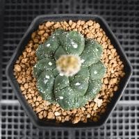ราคา แอสโตรคริสตาต้า แอสโตรไฟตั้ม (21689841422)