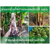 ราคา หน่อกล้วยไข่ กำแพงเพชร แท้ 100% ราคาหน่อละ 28 บาท (5392998156)