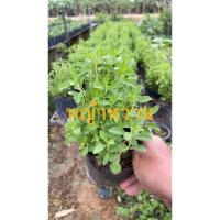 ราคา ต้นหญ้าหวาน พร้อมปลูก (Stevia) ใช้ทำชา สมุนไพรหญ้าหวาน ให้ความหวานแทนน้ำตาล ถุงละ39บาท (4175757456)