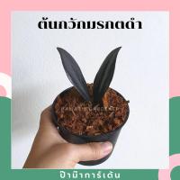 ราคา กวักมรกตดำ กวักดำ กวักนิล (มีหัวทุกต้น) กระถาง 4 - 8 นิ้ว (9025168339)