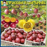 ราคา เมล็ดพันธุ์ เสาวรส เสาวรสสีแดง เสาวรสสีเหลือง Red/Yellow Passion Fruit Seeds ต้นไม้แคระ เมล็ดผลไม้ บอนไซ พันธุ์ผลไม้ (47260441331)
