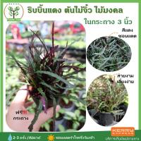 ราคา ต้นริบบิ้นแดง ริบบิ้นแดง ในกระถาง ขนาด3นิ้ว ไม้มงคล พร้อมกระถางฟรี ต้นสูง 7-10 ซม.วางบนโต๊ะทำงานได้ (4479512784)