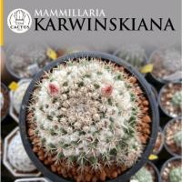 ราคา Mammillaria karwinskiana แมมโฉมสกาว' (แมมมิลลาเรีย คาร์วินสเกียนา)ไม้มเล็ดกระถาง 5 นิ้ว (19782852097)