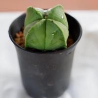 ราคา ❤️Astrophytum myriostigma ❤️ (3836966791)