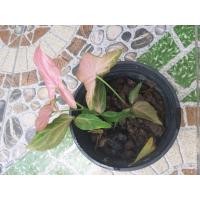 ราคา ต้นเงินไหลมาด่างชมพู (Syngonium Pink Splash) เงินไหลมาด่าง ต้นไม้มงคล ไม้จิ๋ว (20600393999)