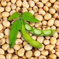 ราคา 20 เมล็ด ถั่วเหลือง ถั่วเหลืองดิบ มะถั่วเน่า ถั่วพระเหลือง ถั่วแระ Soybean Seeds (42573677474)
