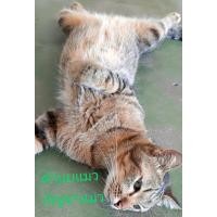 ราคา 10ต้น ตำแยแมว กัญชาแมว แคทนิปหรือcatnip ไทย (22579190044)