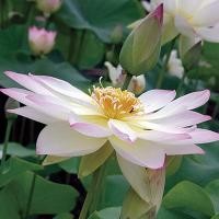 ราคา 5 เมล็ด ดอกบัว บัวนอก บัวฝรั่ง เมล็ดดอกบัว Lotus Seeds สายพันธุ์ ทริคเลอร์ (50958881709)