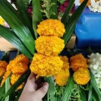 ราคา [ สินค้าพร้อมจัดส่งด่วน ] ดอกดาวเรืองกำเตย ดอกไม้สด ขนาด 1 กำ (54458346922)