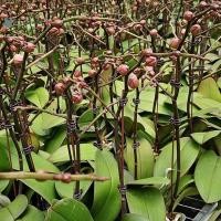 ราคา BRED 50 ชิ้นพืชคงที่คลิปสนับสนุน Clamp สําหรับผีเสื้อกล้วยไม้ดอกไม้ Stem Vine House พืช Fasten ผู้ถืออุปกรณ์เสริมหม้อสวน. (43481010035)