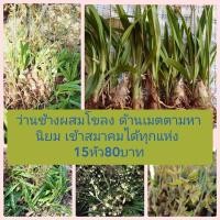 ราคา ว่านช้างผสมโขลง 15หัว80บาท (8655457517)