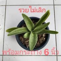ราคา ว่าน "รวยไม่เลิก" ส่งพร้อมกระถาง 6 นิ้ว จัดเป็นไม้เสริมมงคล (22283342012)