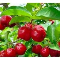 ราคา อะเซโรลาเชอร์รี่" หรือ "Acerola Cherry (43855971846)