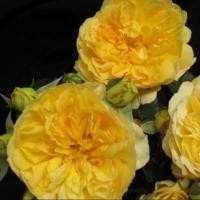 ราคา 10 เมล็ด กุหลาบ Rose Seeds ยุโรปพันธุ์เลื้อย กุหลาบอังกฤษ Molineux สีเหลือง หรือเหลืองอมส้ม (56859021973)