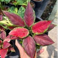 ราคา อโกลนีมา ทรัพย์เจ้าสัว Aglaonema (27323790803)