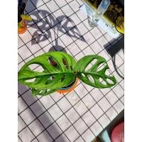 ราคา พลูฉลุ (จำนวน 1 ต้น) ต้นไม้ฟอกอากาศ ต้นไม้ ต้นไม้น้ำ ต้นไม้ในร่ม monstera adansonii พลูฉลุ พลูด่าง (15307903824)