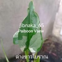 ราคา ต้นนางกวักใบโพธิ์ด่างขาวโบราณ ขอดูต้นไม้ก่อนได้นะครับ (ร้านมีกวักด่างครบทุกด่าง) (28553934595)