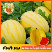 ราคา เมล็ดพันธุ์แตงโมเหลือง เนื้อแดง 10เมล็ด เมล็ดพันธุ์แตงโมต่างประเทศ เมล็ดพันธุ์นำเข้า เมล็ดพันธุ์แตงโม เปลือกบาง หวานกรอบ (21994606802)