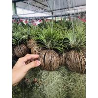 ราคา เคราฤาษีในลูกตีนเป็ด ทิลแลนเซีย (5329978532)