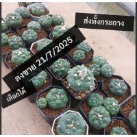 ราคา แอสโตรกิ๊กโกะ แอสโตรไฟตัม แอสโตรเต่า astrophytum (26538901867)