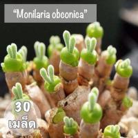 ราคา เมล็ดพันธุ์ ไม้อวบน้ำ "Monilaria obconica" ( หูกระต่าย) 30 เมล็ด (1556112893)