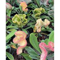 ราคา หยกนำโชค Euphorbia lacteal Haw. F. cristata grafted on Euphorbia neriifolia L. (22849971570)
